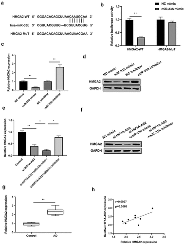 Figure 4. HMGA2 was a direct target of miR-33b and positively regulated by HIF1A-AS2. (a) The HMGA2 3'UTR-WT and HMGA2 3'UTR-MuT in the miR-33b binding sites were shown using TargetScan. (b) Luciferase activity of HMGA2 was measured in SMCs treatment with miR-33b mimic. (c) HMGA2 mRNA and (d) protein expression was detected in SMCs treatment with miR-33b mimic or inhibitor. (e) HMGA2 mRNA and (f) protein expression was measured in SMCs after transfection with si-HIF1A-AS2 or combined with miR-33b mimic or inhibitor. (g) HMGA2 expression was detected by qRT-PCR in AD tissues. (h) Spearman correlation analysis of the relationship between HIF1A-AS2 and HMGA2 in AD tissues. *P < 0.05, **P < 0.01.