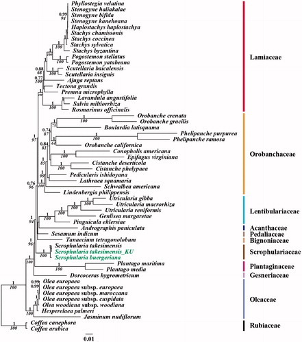 Figure 1. Chloroplast phylogenetic tree of Lamiales. A maximum-likelihood tree (−lnL= 459,584.0962) inferred from analysis of alignment data containing 79 coding genes in 56 chloroplast genome sequences by use of the GTR + Γ+I model. The numbers above and below each node indicate the Bayesian support percentages and bootstrap value, respectively. Genbank accession numbers for each taxa are Ajuga reptans (NC_023102), Andrographis paniculata (NC_022451), Boulardia latisquama (NC_025641), Cistanche deserticola (NC_021111), C. phelypaea (NC_025642), Coffea arabica (NC_008535), C. canephora (NC_030053), Conopholis americana (NC_023131), Dorcoceras hygrometricum (NC_016468), Epifagus virginiana (NC_001568), Genlisea margaretae (NC_025652), Haplostachys haplostachya (NC_029819), Hesperelaea palmeri (NC_025787), Jasminum nudiflorum (NC_008407), Lathraea squamaria (NC_027838).