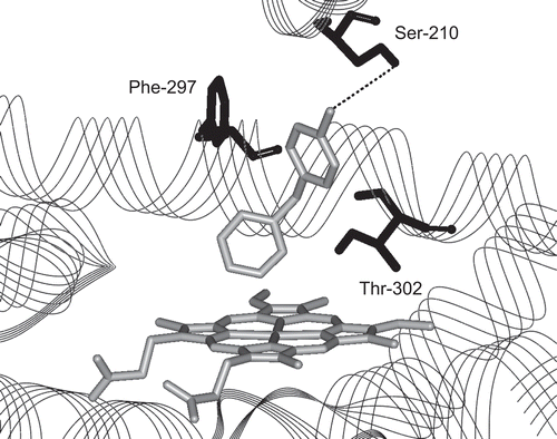 Figure 1.  The selective CYP2B6 inhibitor, 4-(4-chlorobenzyl)pyridine (CBP), is shown docked into the active site of this enzyme. The mode of binding and its calculated energy are consistent with the experimental findings for this compound [Citation25].