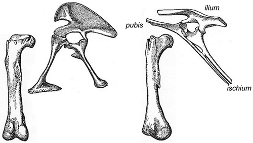 Figure 10. Saurischian (Antrodemus, left) and ornitischian (Thescelosaurus, right) dinosaur pelvis and femur. Both have an “open” acetabulum. Femora in posterior view, acetabula in lateral view (from Romer 1957).