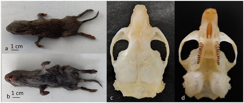 Figure 1. The picture of external morphology and skull morphology. a: External morphology on the back, b: External morphology on the belly, c: Dorsal view of the maxilla, d: Ventral view of the maxilla. The morphological characters external morphology and skull morphology: Head and body length is 90 mm, Tail length is 42 mm, Tail length is about 45% of Head and body length, the color of back the body is black-brown, the molars have on root, the chewing surface of molars is wide. The specimen was collected by Liu zhu from the Anshun City (26°21′48″N, 105°55′35″E), in Guizhou Province, China, in August 2021. This picture was taken by Liu zhu.