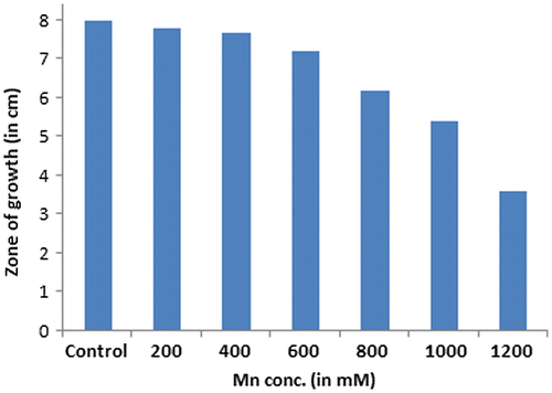 Figure 3. Graph depicting the zone of growth observed on Mn supplemented agar plates.
