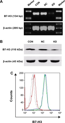 Figure 1 The effect of silencing B7-H3 by shRNA in U937 cells.