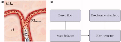 Figure 1. Overview of numerical approach. (a) A bolus of acid chloride and oily solvent is delivered through the blood vessels. The bolus enters the liver parenchyma, Ω, through the tissue-vessel interface, ∂Ωvessel. (b) The injection pressure drives Darcy flow through the porous liver tissue. Mass balance is used to track the bolus transport. Heat transfer is a combination of both convection of the chemically reacting acid chloride and heat diffusion. Atmospheric pressure and zero flux are assumed on the far boundary, ∂Ω0.
