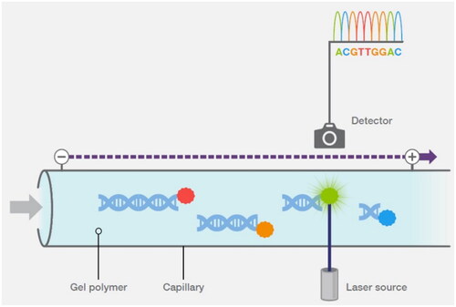 Figure 6. Capillary electrophoresis (Adapted from Thermo Fisher Scientific: DNA Sequencing Technologies–History and Overview) [Citation30].