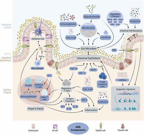 Figure 2. Suggested mechanisms of action and interactions among parents’ own milk (POM) components, infant gut microbiota, and the infant immune system. Adapted from “intestinal immune system (small intestine)”, by Biorender.Com (2023). Retrieved from https://app.biorender.com/biorender-templates.