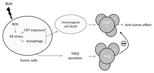 Figure 1. Immunomodulatory activities of bleomycin. Bleomycin (BLM) stimulated the production of reactive oxygen species (ROS), thus favoring the establishment of endoplasmic reticulum (ER) stress, the exposure of calreticulin (CRT) and ERp57 on the cell surface, the activation of autophagy and ATP secretion. Cancer cells succumbing in this fashion are immunostimulatory, and hence favor the elicitation of a tumor-specific immune response mediated by interferon γ-producing CD8+ T lymphocytes, de facto boosting the antineoplastic activity of BLM. However, BLM also favors the secretion of transforming growth factor β (TGFβ), which promotes the accumulation of regulatory T cells (Treg). By inhibiting CD8+ T lymphocytes, Treg can abolish the immunostimulatory activity of BLM-induced immunogenic cell death, thus limiting therapeutic responses.