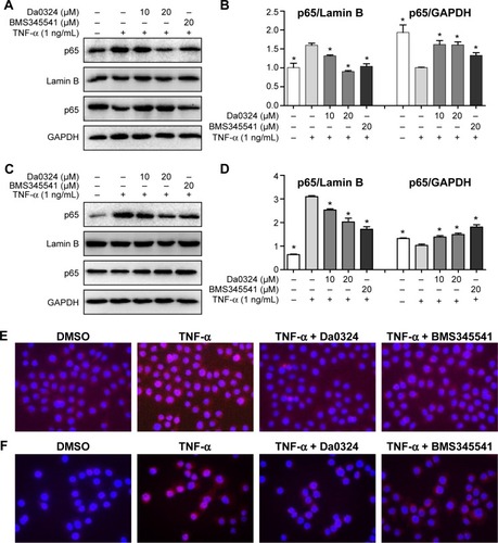 Figure 4 Da0324 inhibits the nuclear factor-κB (NF-κB) activation in gastric cancer cells by inhibiting p65 nuclear translocation.