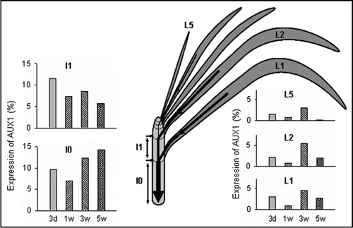 Figure 1 Variation in the expression of DcAUX1 in different organs of carnation cuttings during cold storage. The expression in a given organ after each storage period (3 days and 1, 3 and 5 weeks) is presented as a percentage on the sum of the values measured in all the organs analyzed after each four storage period. The scheme shows the different organs studied (I0, basal internode; I1, first internode; L1 and L2, mature leaves; L5, young leaves). The arrows represent the movement of auxin from leaves and the PAT pathway in the stem. The width of the arrows reflects the amount of auxin transported. Auxin from all the mature leaves is accumulated in the rooting zone of the cutting (I0). The data presented correspond to the carnation cultivar Solar.