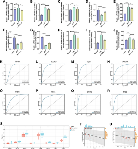 Figure 6 Identification of key FRGs and exploration of their diagnostic capability and prognostic relevance. mRNA expression levels of (A) EGFR, (B) HIF1A, (C) MAPK3, (D) NFE2L2, (E) NOX4, (F)PPARA, (G) PTEN, (H) RELA, (I) STAT3, (J) TP53 in each group detected by qRT-PCR (N = 9 per group). ROC curves show the diagnostic capability of (K) HIF1A, (L) MAPK3, (M) NOX4, (N) PPARA, (O) PTEN, (P)RELA, (Q) STAT3, (R) TP53 for SMI in hearts from the GSE79962 dataset, Ncontrol = 11, Nseptic heart = 20. (S) Comparison of key FRG expression in whole blood from sepsis survivors and nonsurvivors in GSE54514, Nsurvivor = 26, NNon-survivor = 9. Linear regression plots presenting the significant correlation of APACHE II score-quantified severity with PPARA (T) and TP53 (U) expression in whole blood from GSE54514, N = 35. *P < 0.05, **P < 0.01, ***P < 0.001, ****P < 0.0001. Data are presented as the mean ± SD.