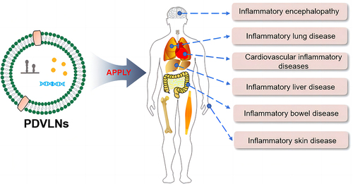 Figure 2 PDVLNs have application for a variety of inflammatory diseases.