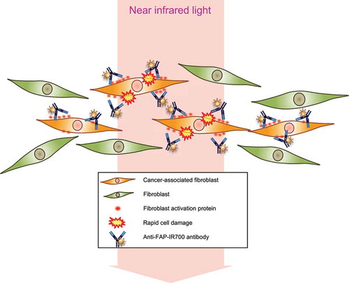 Figure 7. Schematic illustrations of PIT for CAFs.Schematic of PIT therapy for the tumor microenvironment targeting FAP+ CAFs. FAP+ CAFs are selectively damaged by PIT.