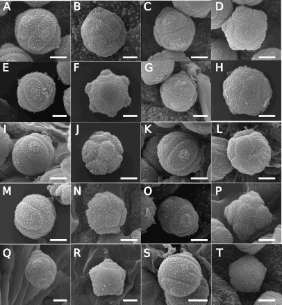Figure 4. Scanning electron microscope (SEM) images of Southern Hemisphere bracteate-prostrate Myosotis pollen from nMDS Cluster 3 (Figure 5) in equatorial view (A, C, E, G, I, K, M, O, Q, S) or polar view (B, D, F, H, J, L, N, P, R, T) showing Myosotis uniflora type pollen (A–R) and M. australis type pollen (S–T). A–B, Myosotis cheesemanii (CHR 475919, OTA 62709, respectively); C–D, M. uniflora (both CHR 499326); E–F, M. pulvinaris (WELT SP103819, WELT SP089842); G–H, M. aff. pulvinaris (WELT SP002699, CHR 624106); I–J, M. chaffeyorum (both CHR 310255); K–L, M. matthewsii (WELT SP002571, AK 46608); M–N, M. spathulata var. radicata (both AK174020); O–P, M. spathulata var. spathulata (CHR 210782, AK 303980); Q–T, M. tenericaulis (WELT SP095613 x2, WELT SP002691, WELT SP089834/A), showing high intraspecific variation with both M. uniflora (Q–R) and M. australis type pollen (S–T) represented. Scale bar = 5 μm. These and additional pollen images are available on Te Papa’s Collections Online (http://collections.tepapa.govt.nz/Topic/10487).