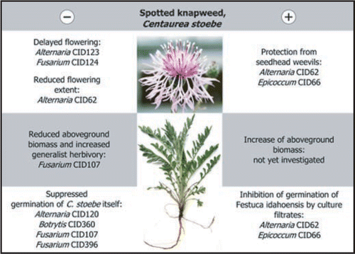 Figure 2 Growth, flowering and biotic interactions of C. stoebe, all significantly influenced by specific endophytes. Endophyte genera are followed by CID numbers that are keyed to GenBank accession numbers and to isolation frequencies in the native and invaded ranges of C. stoebe.Citation1