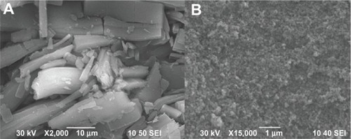 Figure 2 Scanning electron microscopy photomicrographs of (A) TSIIA and (B) SDs prepared using a TSIIA/silica nanoparticles ratio of 1:5.Abbreviations: SDs, solid dispersions; TSIIA, tanshinone IIA.