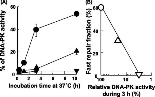 Figure 3. DNA-PK reactivation after a heat exposure in hybrid cells. (A) Hybrid cells were heat-treated at 44 °C for 15 (•), 30 (▴) and 45 (▾) min without irradiation and then cultured at 37 °C for the indicated time on the abscissa. The percentage of DNA-PKcs activity is shown on the vertical axis. (B) The fast repair fraction is indicated on the vertical axis from Figure 2A. The relative DNA-PKcs activity during an incubation from 0 h to 3 h after heat exposure at 44 °C for 15 min (▵) or 30 min (▿) was calculated from results of Figure 3A compared with the non-heated case (○). The abscissa is indicated with a logarithmic scale. Other details are described in the text.