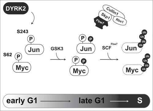 Figure 1. Regulation of G1/S transition via DYRK2-mediated c-Jun and c-Myc degradation. DYRK2-mediated phosphorylation of c-Jun and c-Myc triggers sequential phosphorylation by GSK3. Phosphorylated c-Jun and c-Myc are recognized and ubiquitinated by the SCFFbw7 complex.