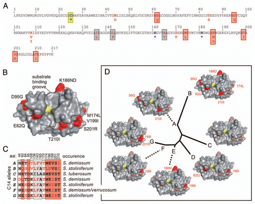 Figure 1 Structural models of variance in C14 protease domains. (A) Amino acid polymorphism in potato C14 sequences. Only the mature protease domain of S. tuberosum C14 is shown. There are 12 polymorphic amino acids found in wild potato (red), of which seven (boxed red) locate in a ring surrounding the active site and three (boxed grey) locate inside the protein structure. The catalytic residues are indicated in bold blue and with an asterisk (*) and the catalytic Cys is boxed yellow. (B) Model of C14 based on crystal structure of 1S4V. The catalytic Cys is shown in yellow and is in the middle of the substrate binding cleft, which runs from top to bottom. Locations of polymorphic residues are indicated in red and reside in a “ring of fire” around the substrate binding groove. (C) Summary of the occurrence of polymorphic residues in potato C14. There are seven alleles (A–G, left), that differ at 12 positions summarized in the matrix. These were found in wild potato species and cultivated potato (S. tuberosum). (D) Structural polymorphism and phylogenetic relationship of potato C14 proteases. An unrooted tree was generated with the protease domains of C14. The residues indicated in red are different when compared to the protein sequence of cultivated potato (allele C).