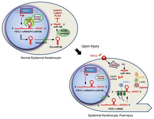 Figure 1. Schematic representation of a post-transcriptional switch controlling context-specific expression of two alternative gene products.