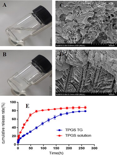Figure 6. TPGS-TG characterization. (A) Physical TPGS-TG state at 23 °C and (B) 36 °C, (C) SEM showing blank TG, and (D) TPGS-TG, In vitro TPGS release profiles of TPGS-TG and TPGS solutions at (E) pH 6.5.