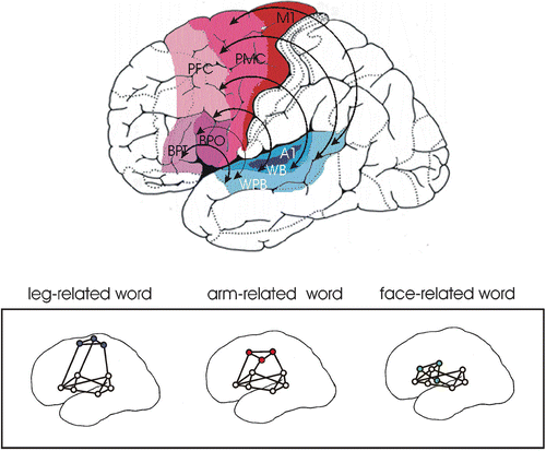 Figure 3 Top: Schematic illustration of long‐distance links connecting the cortical areas related to language and action. Motor regions in red, inferior frontal (including Broca's) language area in purple, superior temporal (including Wernicke's) language area in blue. Bottom: A neurobiological model of language–action links: Cell assemblies processing specific language elements, for example action words, may bind information about word forms, which is laid down in perisylvian language cortex, with information about actions, which is laid down in different parts of the motor system (after Pulvermüller, Citation2005). Abbreviations: A1  =  auditory “core” cortex, BPO  =  Broca, pars opercularis, BPT  =  Broca, pars triangularis, M1  =  motor cortex, PMC  =  premotor cortex, PFC  =  posterior prefrontal cortex, WB  =  Wernicke, auditory belt area, WPB  =  Wernicke, auditory parabelt area.