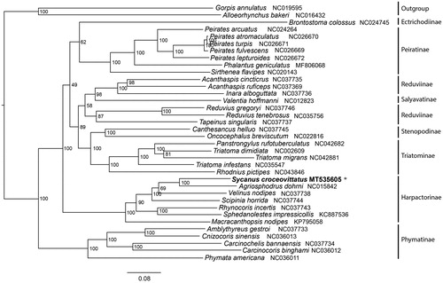 Figure 1. Maximum-likelihood (ML) phylogenetic tree of 34 Reduviidae species inferred from analysis of the 13 protein-coding genes and 2 rRNAs genes (12,726 bp). Number above each node indicates the ML bootstrap support values. Alphanumeric terms indicate the GenBank accession numbers.
