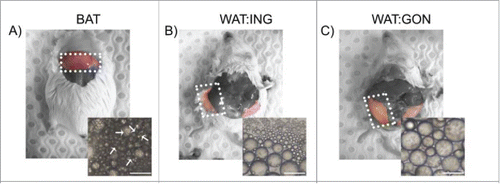 Figure 2. Single cell suspensions of buoyant adipocytes excised from intrascapular brown (BAT), subcutaneous inguinal (WAT:ING) and visceral gonadal (WAT:GON) adipose tissue.