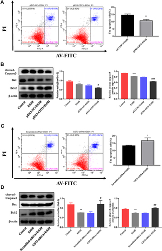 Figure 6 CD73 inhibits the apoptosis of RAW264.7 cells. (A) The effect of increased CD73 on the apoptosis of EtOH-activated RAW264.7 cells was determined by flow cytometry. **P < 0.01 compared with the pEX3-NC+EtOH group. (B) Expression of Bax, Bcl-2 and cleaved caspase-3 in RAW264.7 cells transfected with the pEX3-CD73. *P < 0.05, ***P < 0.001 compared with the control group. #P < 0.05, ###P < 0.001 compared with the pEX3-NC+EtOH group. (C) The effect of decreased CD73 on the apoptosis of EtOH-activated RAW264.7 cells was determined by flow cytometry. *P < 0.05 compared with the scrambled-siRNA+EtOH group. (D) Expression of Bax, Bcl-2 and cleaved caspase-3 in RAW264.7 cells transfected with CD73-siRNA. **P < 0.01 compared with the control group. #P < 0.05, ##P < 0.01 compared with the Scrambled-siRNA+EtOH group.