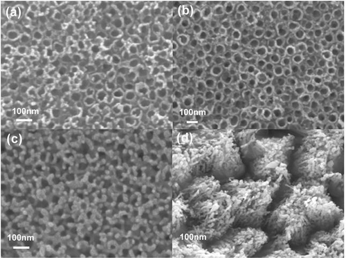 Figure 2. Top view SEM images of TiO2 nanotubes annealed at different temperatures: (a) no annealing, and annealed at (b) 450°C, (c) 650°C and (d) 850°C.