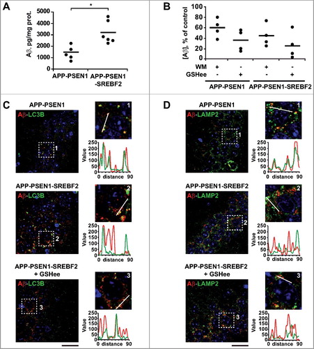Figure 6. SREBF2 overexpression in APP-PSEN1 mice results in intracellular Aβ accumulation associated with stimulated Aβ secretion. (A and B) Quantitative assessment of extracellular Aβ secretion analyzed in medium conditioned for 48 h of neuronal-enriched cultures isolated from APP-PSEN1 and APP-PSEN1-SREBF2 mice, untreated (A) and treated with 0.2 μM wortmannin (WM) or 4 mM GSHee and expressed as percentage of untreated controls (B). *P< 0.05; n=3. (C and D) Confocal colocalization analysis of Aβ and LC3B (C) or Aβ and LAMP2 (D) in hippocampal slices from 7-mo-old APP-PSEN1 and APP-PSEN1-SREBF2 mice with or without in vivo GSHee treatment. Insets show a 3-fold magnification of the indicated region. Graphs represent fluorescence intensity profiles of Aβ (green) and LC3B or LAMP2 (red) in the regions delineated by a white line. Nuclei were stained with DRAQ5 (blue). Scale bar: 50 μm.
