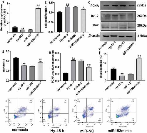 Figure 6. Effect of miRNA153 on hypoxia -induced proliferation and resistance to apoptosis of PASMCs. (a) The expression of miRNA153 in PASMCs after transfection with miR153mimic assessed by RT-qPCR. (b) The viability of PASMCs obtained by CCK-8. (c, d, e) Immunoblot analysis of PCNA, Bax, Bcl-2 from PASMCs. (f) Using flow cytometer for apoptosis to assess miR153mimic on hypoxia-induced PASMCs. *P < .05, **P < .01 vs normoxia group; #P < .05, ##P < .01 vs miR-NC group. The results are expressed as the mean ± SEM. miRNA153, microRNA153; PASMCs, pulmonary arterial smooth muscle cells; SEM, standard error of mean.