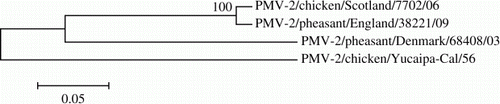 Figure 3.  Phylogenetic tree based on 1721 nucleotides of the haemagglutinin-neuraminidase gene from four APMV-2 viruses. The evolutionary history was inferred using the neighbour-joining method (Saitou & Nei, Citation1987). The percentage of replicate trees in which the associated taxa clustered together in the bootstrap test (1000 replicates) is shown next to the branches. The evolutionary distances were computed using the Tamura three-parameter method and evolutionary analyses were conducted in MEGA5. Bar = 0.05 substitutions per nucleotide position.