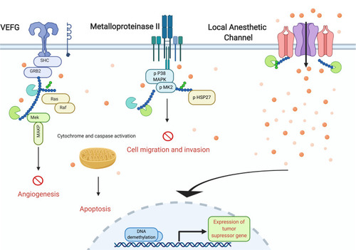 Figure 2 Several mechanisms have been associated with the anti-metastatic effects of local anesthetics. Intracellular they inhibit signaling events linked to angiogenesis, migration, and invasion.