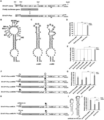 Figure 2. Effects of the cre on EV-A71 replication based on EV-A71 replicons.