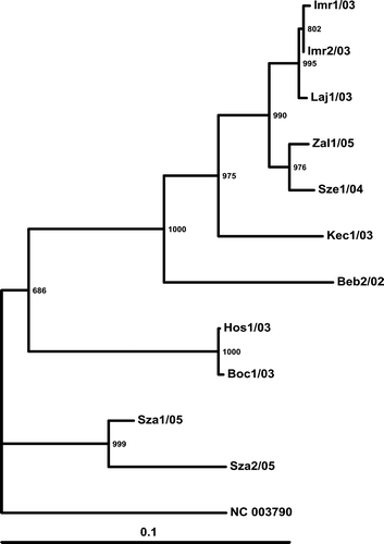 Figure 4.  Phylogenetic relationship of the investigated strains based on the examined region of the Hungarian ANV strains and the reference strain. Three-letter codes indicate the farm: first number is the serial number of the sample, followed by the year of collection (20 …). The reference ANV strain (NC_003790; Imada et al., Citation2000) was used as the outgroup. Bar on the left demonstrates the genetic distance. Internal labels represent the bootstrap values of 1000 replicates.