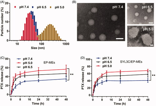 Figure 3. Evaluation on pH sensitivity of microemulsions. (A) Distribution of particle size and (B) morphology of SYL3C/EP-MEs at different pH values. The bar is 50 nm. Accumulative release of PTX from (C) EP-MEs and (D) SYL3C/EP-MEs at different pH values. n = 4, **p < .01.