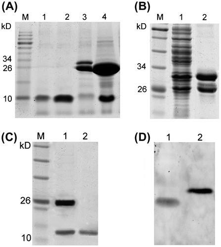 Fig. 2. Purification and identification of the recombinant proteins.