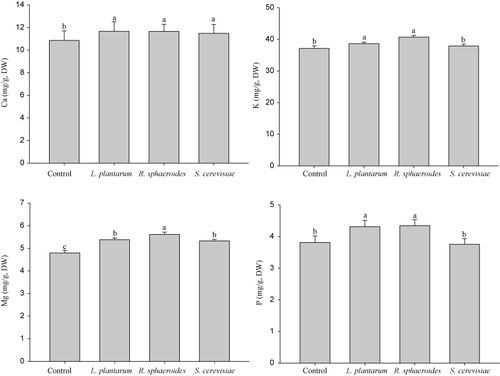 Figure 4. Effects of inoculation of L. plantarum, R. sphaeroides, and S. cerevisiae on mineral nutrient contents of cucumber plants.Note: Means with the same letter do not differ significantly (P < 0.05) according to Duncan's multiple-range test.