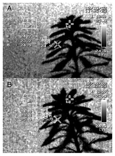 Figure 3. Thermal images indicating M. aquaticum plant temperatures. (A) Image taken before exposure to 2-GHz radio-frequency electromagnetic radiation (EMR), (B) image taken of the same plant on completion of 1 h continuous EMR exposure. Within each image, the letter “b” indicates the measuring point on the plant canopy, and the letter “e” indicates the temperature measurement position on a 5-mm-thick rigifoam sheet.
