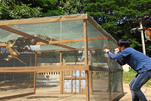 Figure 2 Long-tailed macaques were sedated by the blowpipe.