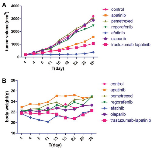 Figure 2. The tumor volume (A) and body weight (B) of the mice in each group were measured twice per week.