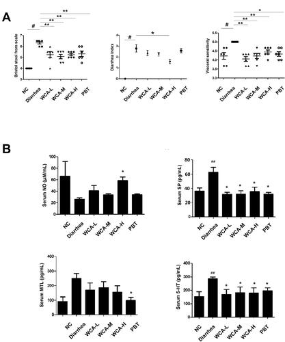 Figure 1. Effects of WCA on faecal property and cytokine expressions in Folium senna-induced diarrhoea rats. (A) Bristol stool form scale, diarrhoea index (DI) and Visceral sensitivity scores were calculated. (B) The serum levels of NO, SP, MTL and 5-HT in rats from different experimental groups were analyzed by ELISA. Data are represented as mean ± S.E.M. n = 6; #p < 0.05 vs. NC; ##p < 0.01 vs. NC; *p < 0.05 vs. Diarrhoea group; **p < 0.01 vs. diarrhoea group.