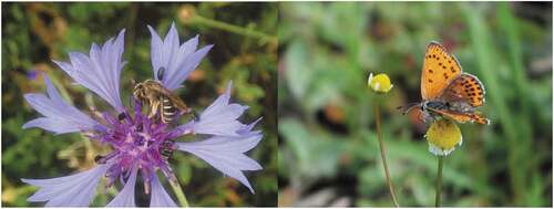Figure 7. A large pollinator community visits the flowers of the wildflower parcels and will find suitable permanent habitat in the agricultural landscape, among them Halictus eurygnathus on Centaurea cyanus (left) and Lycaena thersamon on Matricaria chamomilla (right). Photographer: Raoul Pellaton (left), Viktor Szigeti (right).