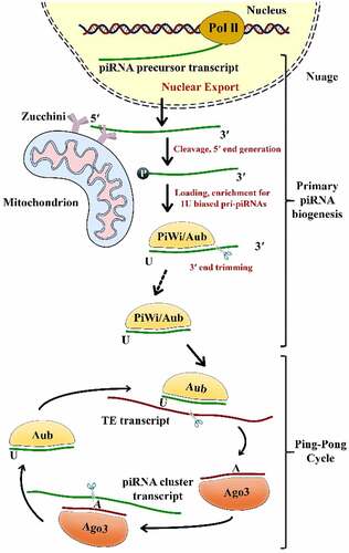 Figure 1. The two pathways of piRNA biogenesis: primary and secondary (Ping-Pong cycle) amplification Aub, Aubergine; Ago3, Argonaute-3; PIWI, P-element-induced wimpy testis; TE, Transposable Element
