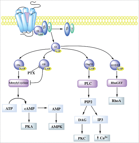 Figure 1. Schematic representation of GPCR signal transduction through G proteins. Signal transduction starts with the association of the receptor to a G protein heterotrimeric complex formed by a Gα subunit and a Gβγ dimeric partner. GPCR activation leads to the release of GDP by the Gα subunit and subsequent binding of GTP, triggering the dissociation of Gβγ subunit from Gα. The latter then interacts with different effectors. Gαs activates adenylyl cyclase that converts ATP into cAMP, which can directly activate cAMP-dependent protein kinase (PKA) and through the conversion of cAMP to AMP activates AMP dependent kinase (AMPK). Instead, Gαi blocks adenylyl cyclase. Gαq/11 subunit activates activates phospholipase C (PLC) that hydrolyzes phosphatidylinositol 4,5-biphosphate (PIP2) to diacyl glycerol (DAG) and inositol trisphosphate (IP3). DAG activates protein kinase C (PKC) and IP3 induces the release of calcium from the endoplasmic reticulum. While Gα12/13 activates guanine nucleotide exchange factors (GEFs) for RhoA.