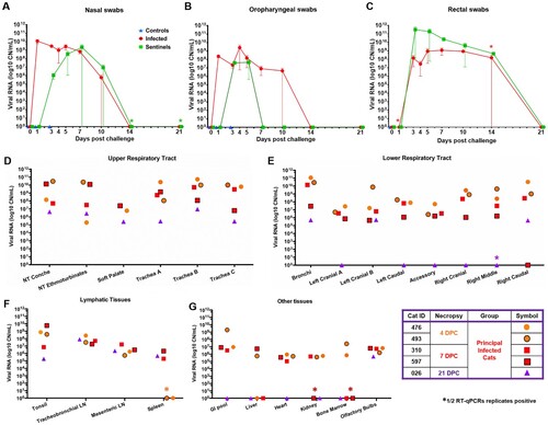 Figure 2. Shedding and presence of SARS-CoV-2 RNA in tissues. RT-qPCR was performed on nasal (A), oropharyngeal (B) and rectal swabs (C) collected from principal infected and sentinel cats over the course of the 21-day study, as well as, on the upper respiratory tract (D), lower respiratory tract (E), lymphatic (F) and other various tissues (G) from principal infected cats necropsied at 4, 7 and 21 days post challenge (DPC). Average viral copy number (CN) per mL or per mg tissues are shown. Astrisks (*) indicate 1 out of 2 of the RT-qPCR reactions were below the limit of detection. LN = lymph node; GI = gastrointestinal.