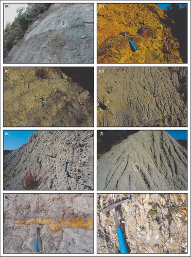 Figure 4. Outcrop expression of some of the lithostratigraphic units described, with emphasis on non-marine facies. Hammer for scale, circled in (a, f), is ca. 30 cm long. (a) Tabular to gently lobate sandstone lithosomes belong to the shoreface-dominated Ponsano Sandstone (pst), depositional unit st1. (b) Hematite-cover gravel and unsorted, coarse-grained sandstone compose lobate bodies within the alluvial Lower red beds (lrb), depositional unit tt1. (c) Thin-bedded marlstone, fine-grained sandstone and fossiliferous limestone with marine affinity occur with the shallow lacustrine-paralic Bithynia Marlstones (bml), depositional unit tt1. (d) Iron oxide-rich shale and medium-grained sandstone compose extensive sheets of the mudflat-dominated Lower shales (lsh), depositional unit tt1. (e) Fluvial gravel and unsorted coarse-grained sandstone infill incised palaeo-valleys, and compose the Upper red beds (urb), depositional unit tt2. (f) Sheet-bedded marly shale and marlstone with freshwater lacustrine to brackish-lagoon affinity compose the Melanopsis Marlstones (mml), depositional unit tt2. (g) A thin gypsum-arenite bed comprised within marlstone and shale, Lagoon shales (lgs), depositional unit ms1. (h). Close-up of a gypsum seam contained within the Messinian marine to evaporitic strata (mes) of depositional units ms2–3, a record of the late Miocene Mediterranean salinity crisis.