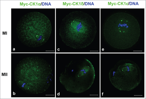 Figure 2. The localization of myc-CK1α (a, b), myc-CK1δ (c, d) and myc-CK1ε (e, f) at MI and MII stages. GV oocytes were microinjected with myc-CK1α, myc-CK1δ or myc-CK1ε mRNA respectively and cultured to MI and MII stage, then fixed and stained with anti-myc antibody (green) and Hoechst 33342 (blue). Bar=20 μm.