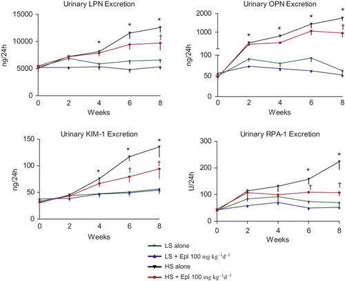 Figure 5. Time course of 24-h urinary kidney injury biomarkers. Data are mean ± SEM (n = 8 for each group). Abbreviations: LS - low salt; HS - high salt; Epl - eplerenone; LPN - lipocalin-2; OPN -osteopontin; KIM-1 -kidney biomarker molecule-1; RPA-1 -renal papillary antigen 1. All these biomarkers were increased as early as 2–4 weeks after salt-loading and were statistically significantly diminished by eplerenone treatment towards the end of the study. (*p < 0.05, HS alone vs. LS alone; †p < 0.05, HS + Epl 100 mg•kg−1d−1 vs. HS alone) (color figure available online).