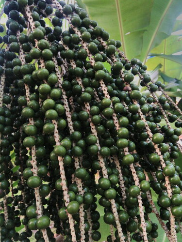 Figure 4. Açaí (Euterpe oleracea).